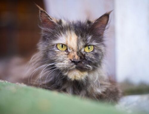 Senior Pet Wellness Exams: Why Every 6 Months Matters