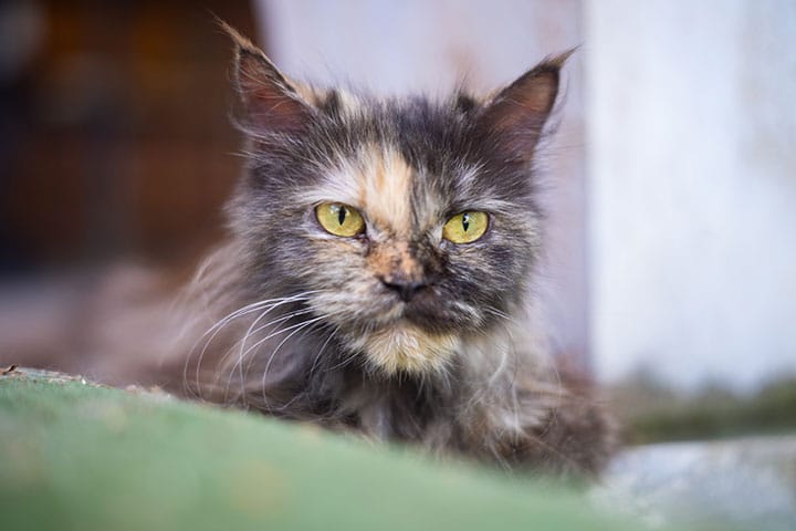 A close-up of a long-haired tortoiseshell cat with striking yellow eyes and a serious expression, lying on a green surface with a blurred background.