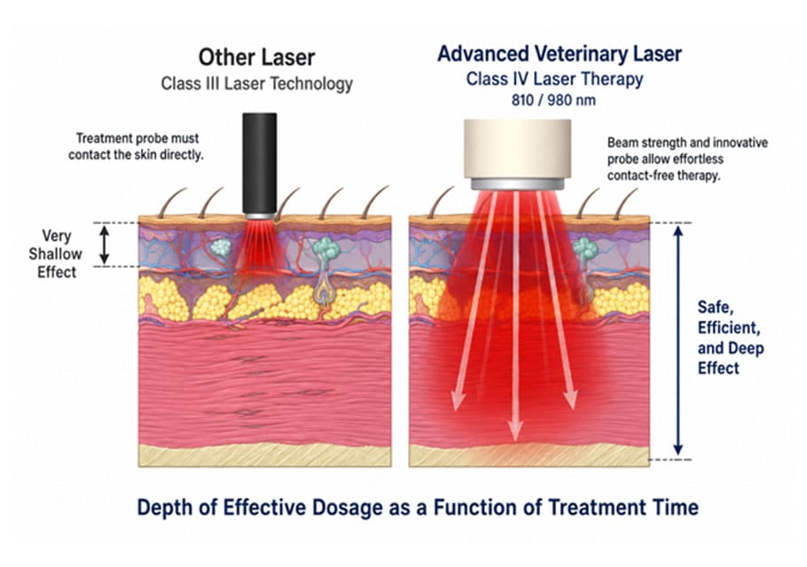 Comparison diagram showing superficial Class III laser penetration versus deeper Class IV veterinary laser therapy penetration, illustrating how advanced laser therapy may deliver effective dosage deeper into tissue.