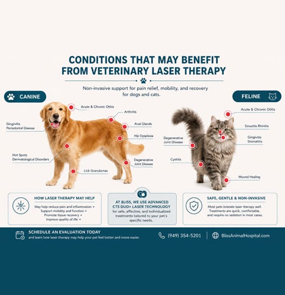 Infographic showing common canine and feline conditions that may benefit from veterinary laser therapy, including arthritis, joint disease, ear inflammation, dental conditions, skin disorders, wounds, and mobility concerns.