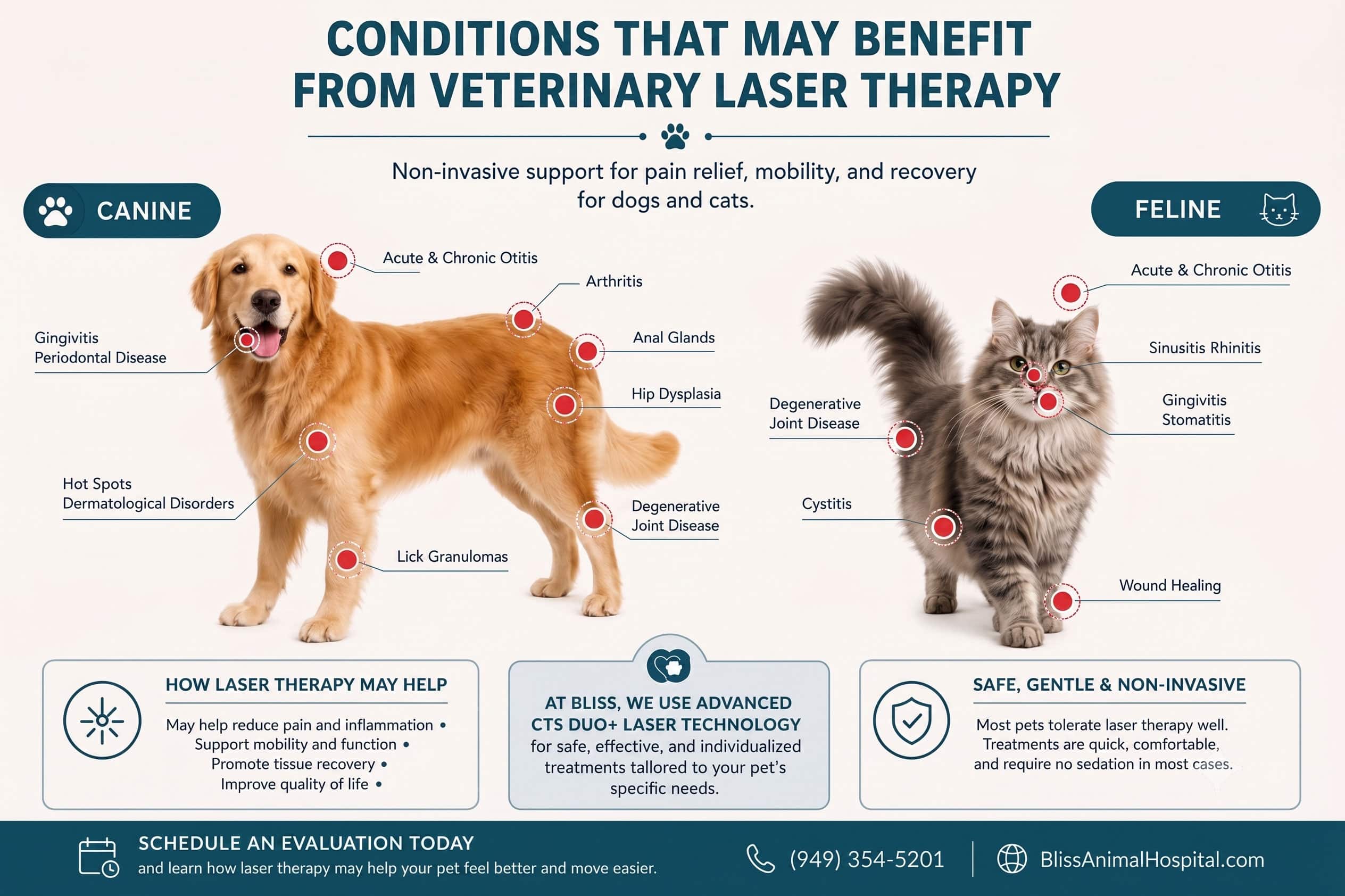 Infographic showing common canine and feline conditions that may benefit from veterinary laser therapy, including arthritis, joint disease, ear inflammation, dental conditions, skin disorders, wounds, and mobility concerns.