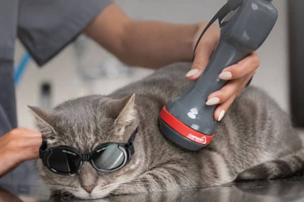 A gray cat wearing protective goggles lies on a table while a person uses a handheld device, possibly a therapy laser, on the cat’s back.