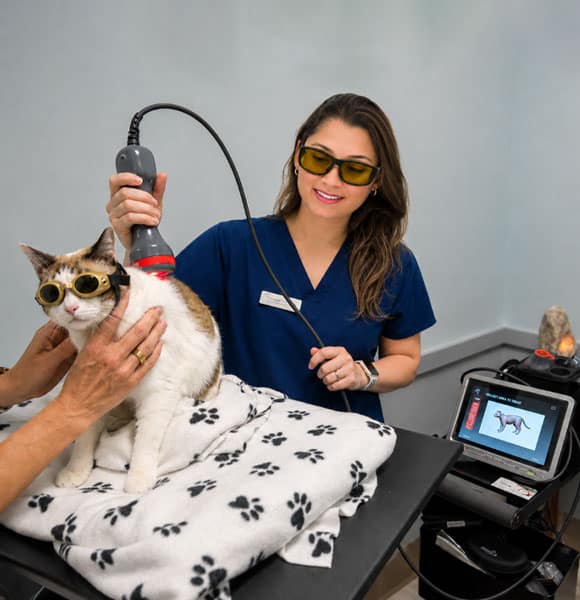 A veterinarian in blue scrubs from an affordable vet clinic uses a laser therapy device on a cat wearing protective goggles, while another person gently holds the cat on a paw-print blanket. A laser machine with a screen is nearby.