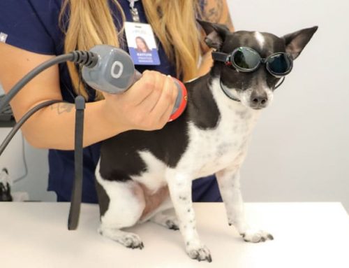 Veterinary Laser Therapy After Surgery or Injury