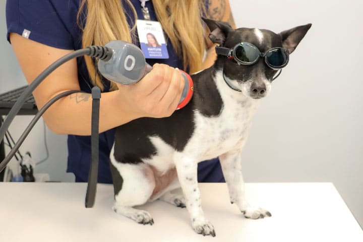 Dog receiving veterinary laser therapy after surgery or injury to support pain management and recovery.