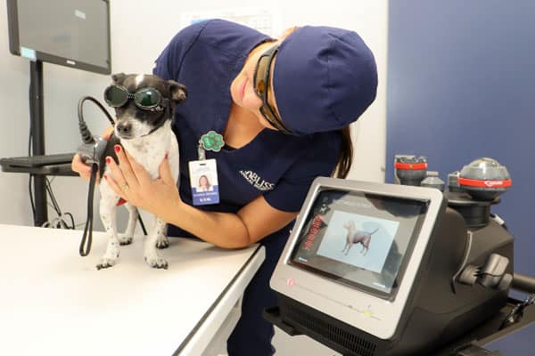 A veterinarian wearing blue scrubs and goggles holds a small dog also wearing goggles, next to a machine displaying a dog image, likely during a veterinary laser therapy session.