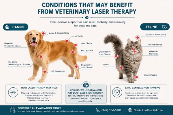 Infographic showing common canine and feline conditions that may benefit from veterinary laser therapy, including arthritis, joint disease, ear inflammation, dental conditions, skin disorders, wounds, and mobility concerns.