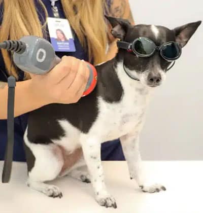 A small black and white dog wearing goggles sits on a table while a person holds a device to its back, possibly for a medical or therapeutic treatment—perfect for sharing on your blog to highlight innovative pet care options.