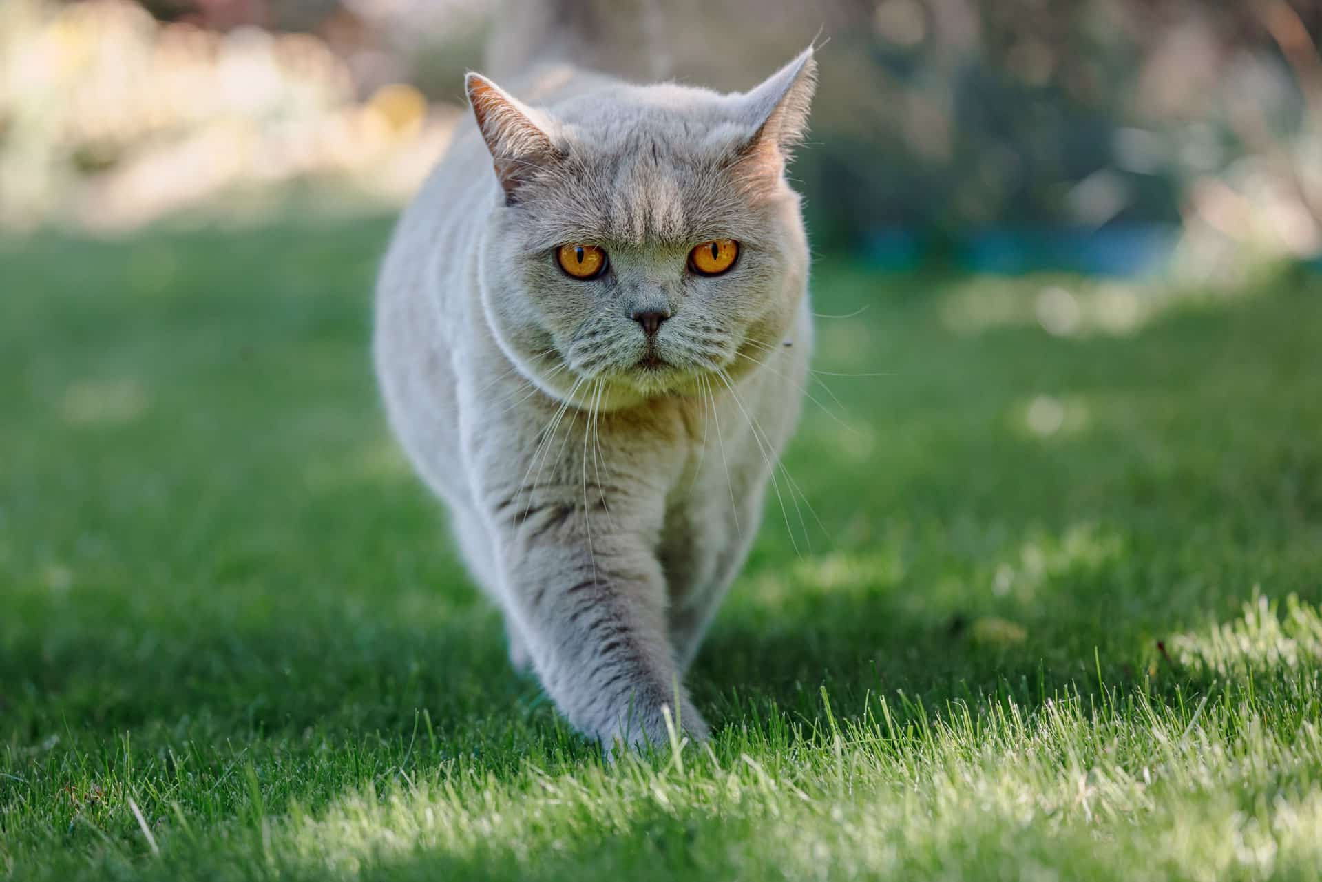 A gray British Shorthair cat with orange eyes walks on green grass, staring directly ahead with a serious expression.