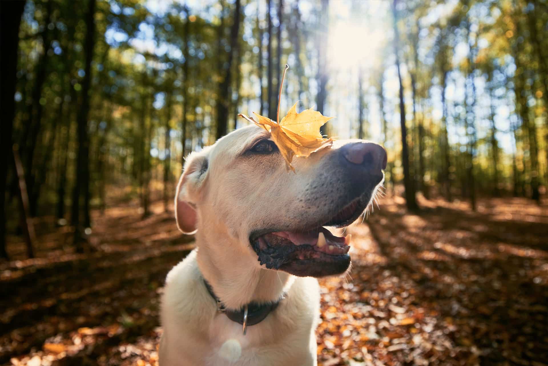 A yellow Labrador retriever stands in a sunlit forest with a yellow leaf balanced on its nose, surrounded by fallen leaves and trees.
