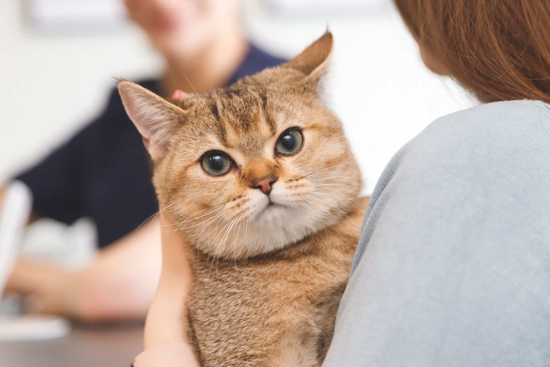 A brown and beige cat with green eyes looks directly at the camera while being held in a person’s arms, with another person blurred in the background.