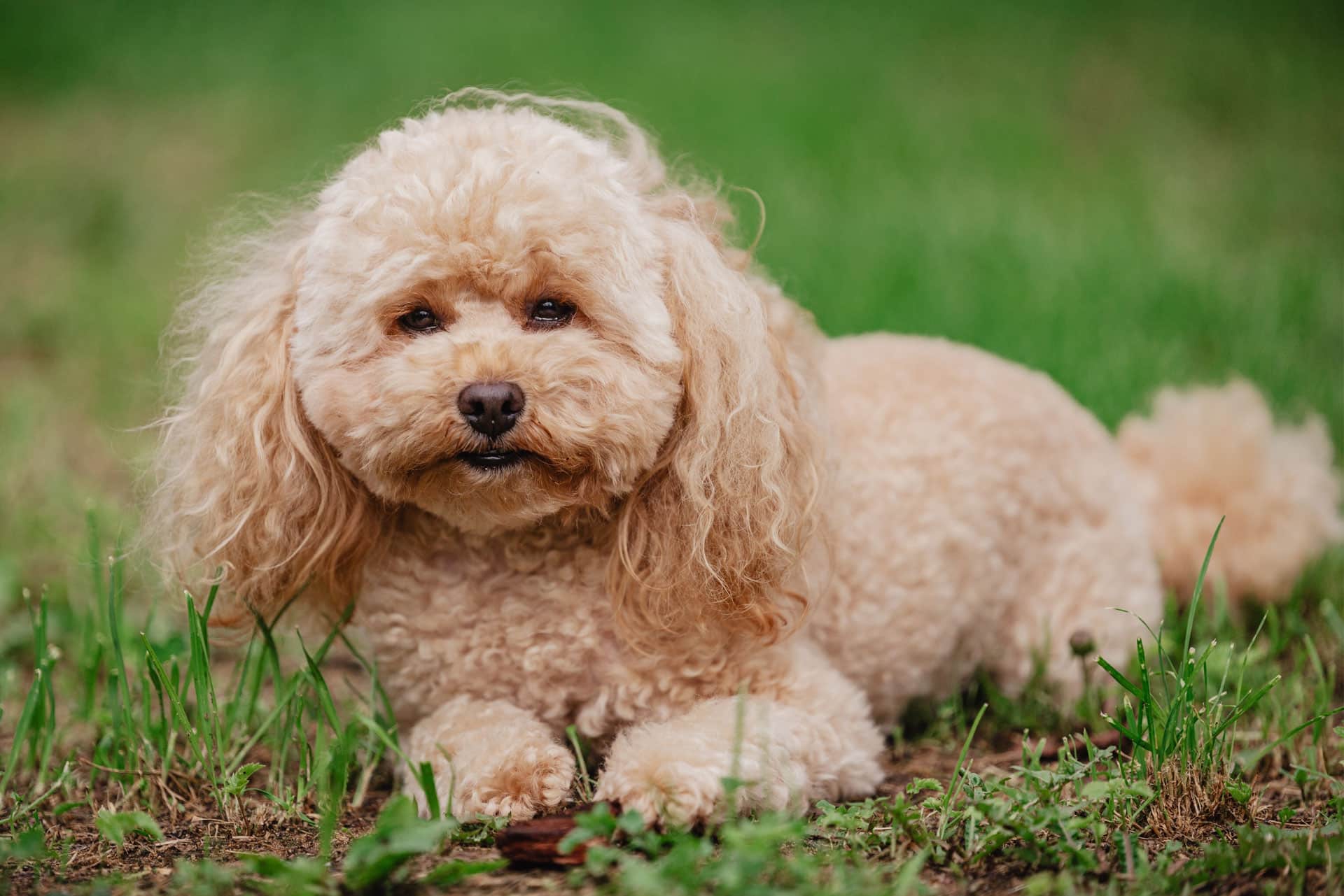 A fluffy, light brown poodle dog lies on green grass, looking toward the camera with its head slightly tilted. The background is blurred, highlighting the dog’s curly fur and expressive eyes.
