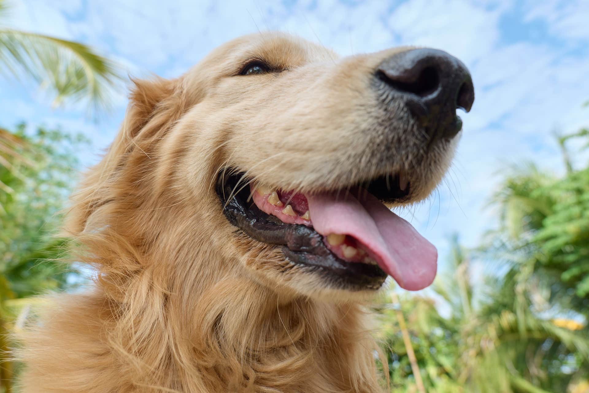 Close-up of a happy golden retriever with its mouth open and tongue out, set against a background of green trees and a blue sky with some clouds.